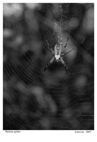 Spider